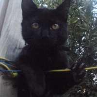 Photo de profil de Totore