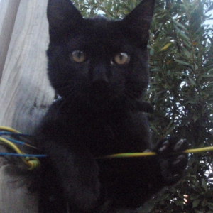 Photo de profil de Totore