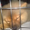 Photo de Satchie, Chow Chow