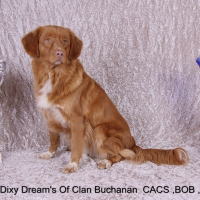 Photo de profil de Beautiful dixy dreams of clan buchanan