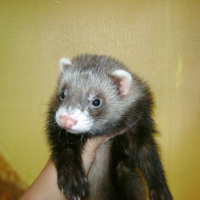 Photo de profil de Meïko
