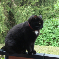 Photo de profil de Lanai