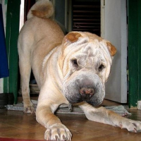 Photo de profil de Oscar
