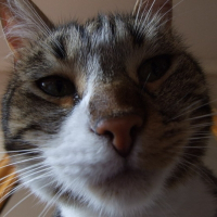 Photo de profil de Spike