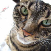 Photo de profil de Mélusine