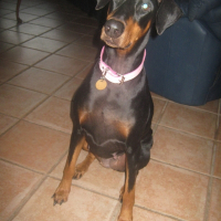 Photo de profil de Bella holmes