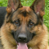 Photo de profil de Corti