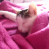 Photo de Cappy