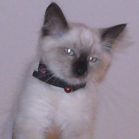 Photo de profil de Sushi