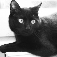 Photo de profil de Soha