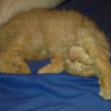 Photo de Cannelle