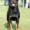 Photo de Vidock, Rottweiler