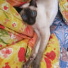 Photo de Vanille