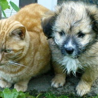 Photo de profil de Piou