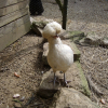 Photo de Poupoule