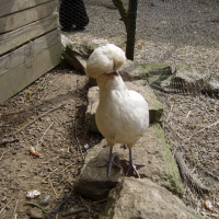 Photo de profil de Poupoule