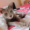 Photo de Charlie, Oriental