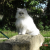 Photo de Nala