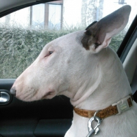 Photo de profil de Doum