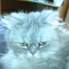 Photo de Schiva