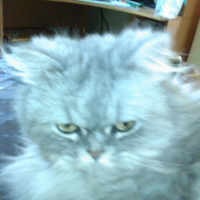 Photo de profil de Schiva