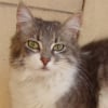 Photo de Shiva
