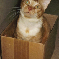 Photo de profil de Caramel