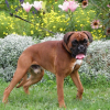 Photo de Droopy des fideles compagnons d'uxen