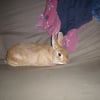 Photo de Basil