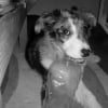 Photo de Marley