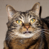 Photo de profil de Violette