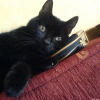 Photo de Minet