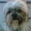 Photo de Seadoo, Shih Tzu