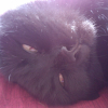 Photo de Smeagol