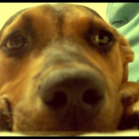 Photo de profil de Chupee