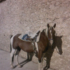 Photo de Apache