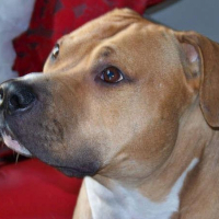Photo de profil de Brako