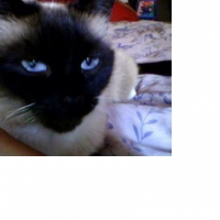 Photo de profil de Mi-caline
