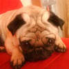 Photo de Alphonse