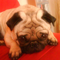 Photo de profil de Alphonse