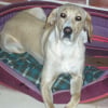 Photo de Corvette, Setter Anglais