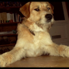 Photo de Bozo
