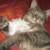Photo de Peach