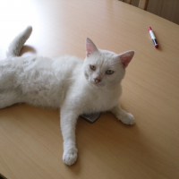 Photo de profil de Blanco