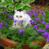 Photo de Dora, Persan
