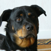 Photo de profil de Tina