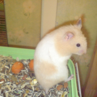 Photo de profil de Poupougne