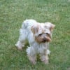 Photo de Cannelle