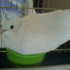 Photo de Coco