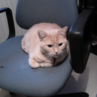Photo de profil de Lilloo
